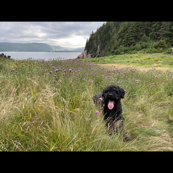 Meet your Posher, Lara - Picture 1 of 1